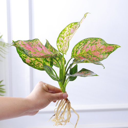 水培植物观音竹办公室好养活水养花卉栀子花懒人盆栽文竹发财树 - 图2
