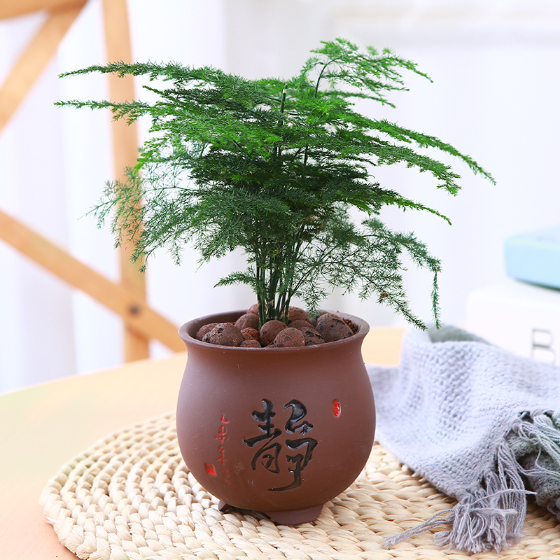 盆栽植物文竹桌面小盆景四季常青好养观叶植物绿植摆件懒人养的花 - 图1