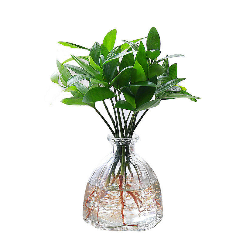 办公室养眼小绿植竹柏盆栽四季养好活花卉懒人桌面水培观叶植物,淘宝优惠券,粉丝福利购,淘宝优惠卷