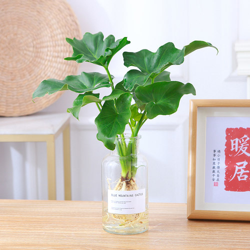 春羽水培盆栽办公室桌面水养观叶绿植新手好养活绿色植物室内盆栽 - 图2