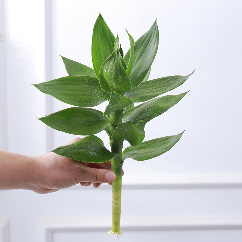 水培植物观音竹办公室好养活水养花卉栀子花懒人盆栽文竹发财树 - 图0