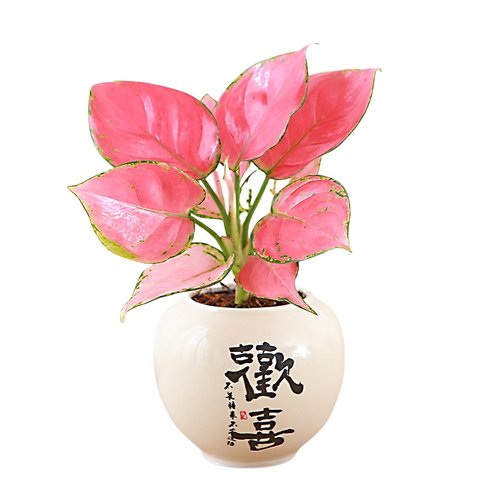 吉利红盆栽水培如意皇后白象绿植办公室内桌摆观叶植物工位易养花 - 图3