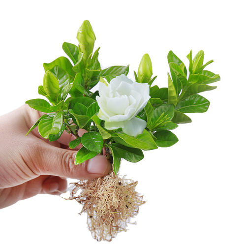 水培植物观音竹办公室好养活水养花卉栀子花懒人盆栽文竹发财树 - 图3