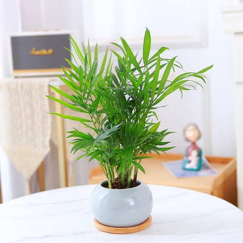 袖珍椰子水培植物富贵椰子盆栽绿植室内水养花卉散尾葵观叶小盆景 - 图0