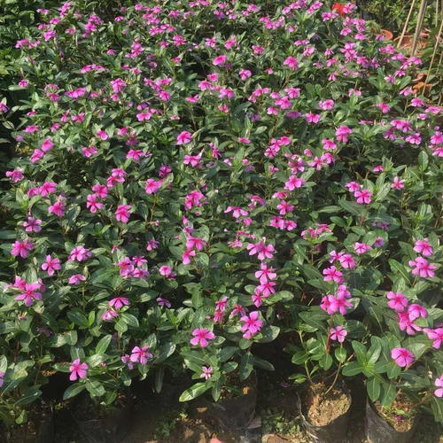 长春花盆栽 五叶梅花苗 四季梅日日春盆栽绿植四季带花发货包邮 - 图1