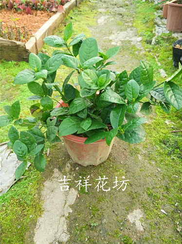 包邮带花发货 珠兰金粟兰鱼子兰鸡爪兰 姿态优美庭院阳台盆栽植物 - 图1