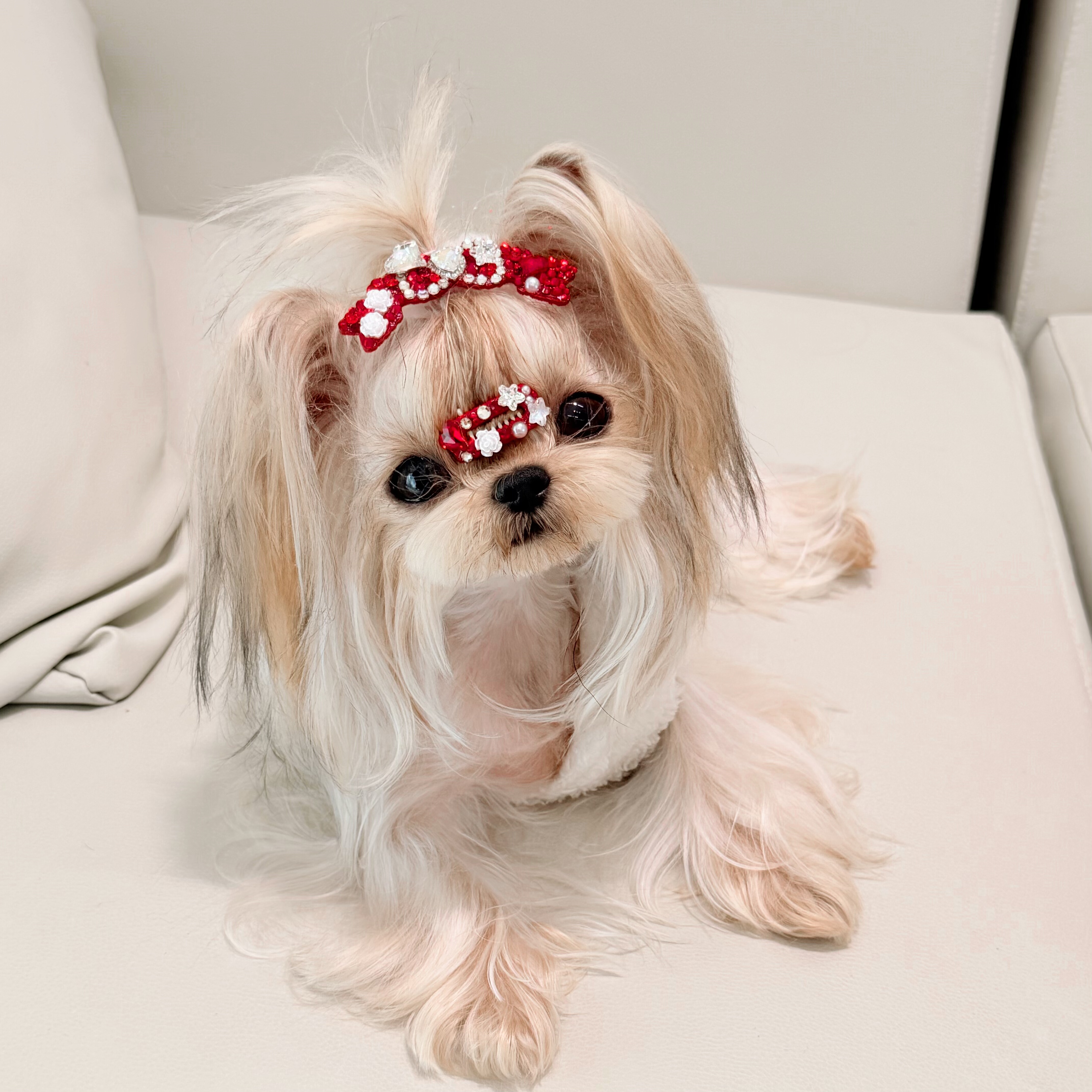 原创满钻宠物发夹马尔济斯发夹小狗夹子BB夹约克夏狗狗不掉发夹,淘宝优惠券,粉丝福利购,淘宝优惠卷