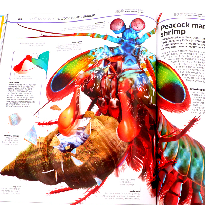 现货 DK知识百科全书 海洋 Knowledge Encyclopedia Ocean 英文原版 精美插图 海底地理地质生态海洋生物图解百科 精装 儿童读物 - 图2