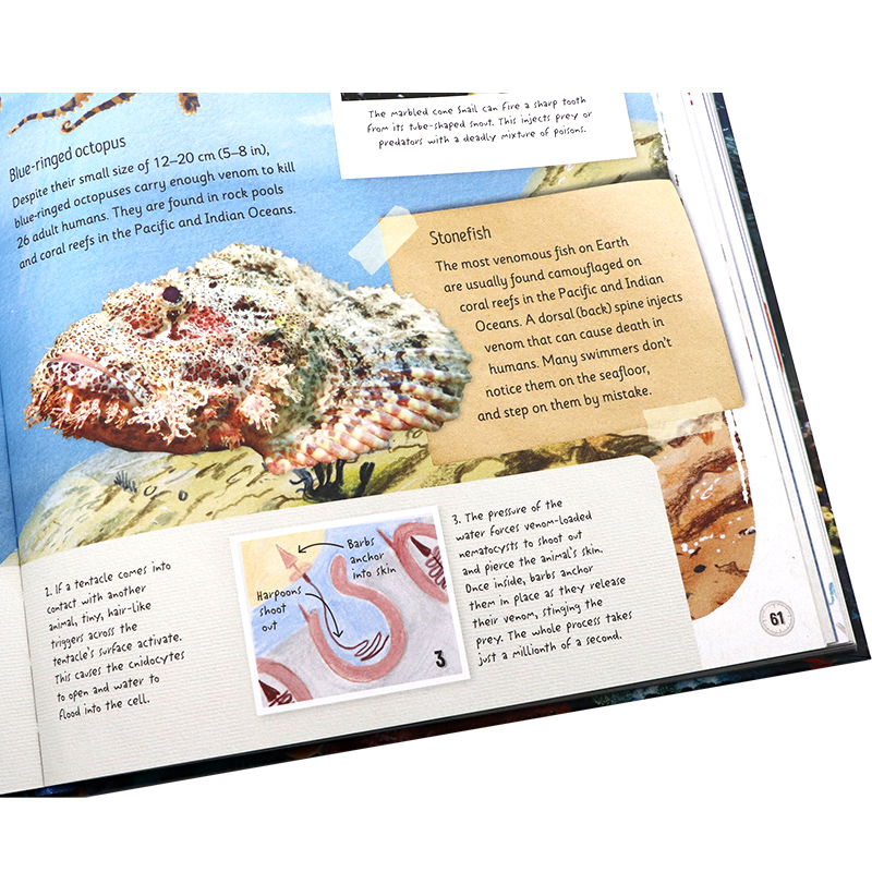 DK百科神奇的海洋英文原版 Amazing Oceans 自然海洋知识科普青少年读物探索世界上不可思议的海洋Annie Roth精装进口书籍 - 图2