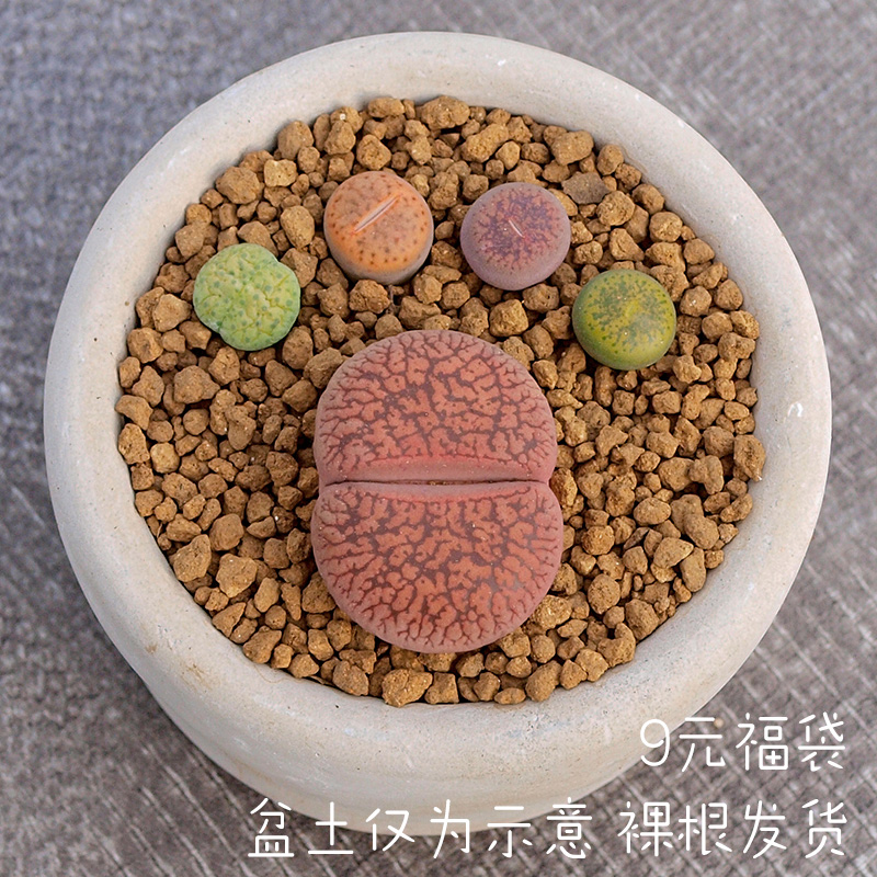 生石花惊喜福袋生石花整盆巨划算秒杀新手套餐彩色BP1001 - 图2