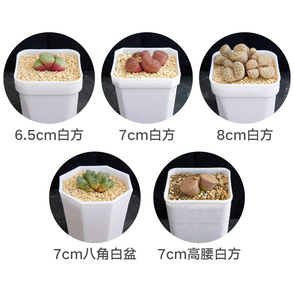 光语石 特厚塑料方盆八角盆白色简约磨砂 多肉度夏专用盆白方黑方,淘宝优惠券,粉丝福利购,淘宝优惠卷