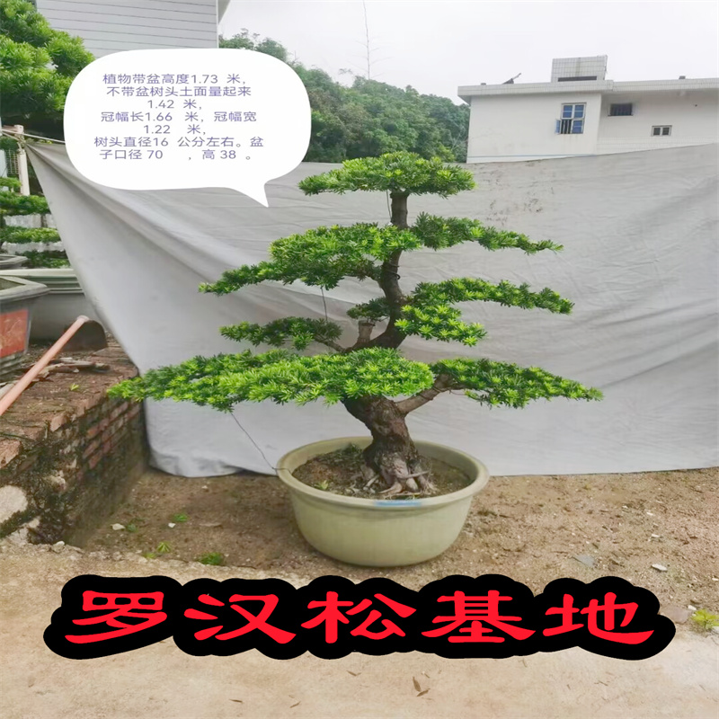 精品罗汉松树苗盆景老桩造型盆栽绿花卉植物办公室内客厅庭院好养