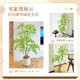 New upgrade! Simulated nandina bamboo green plant potted artificial tree