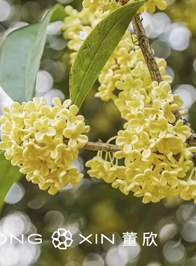 天然栀子花清香修复防干裂唇膏