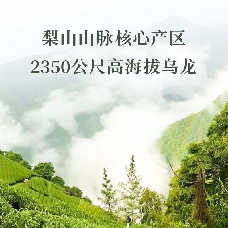 【梨山茶-头等奖】比赛级台湾原装300克清香型果香浓郁春茶高山茶 - 图0