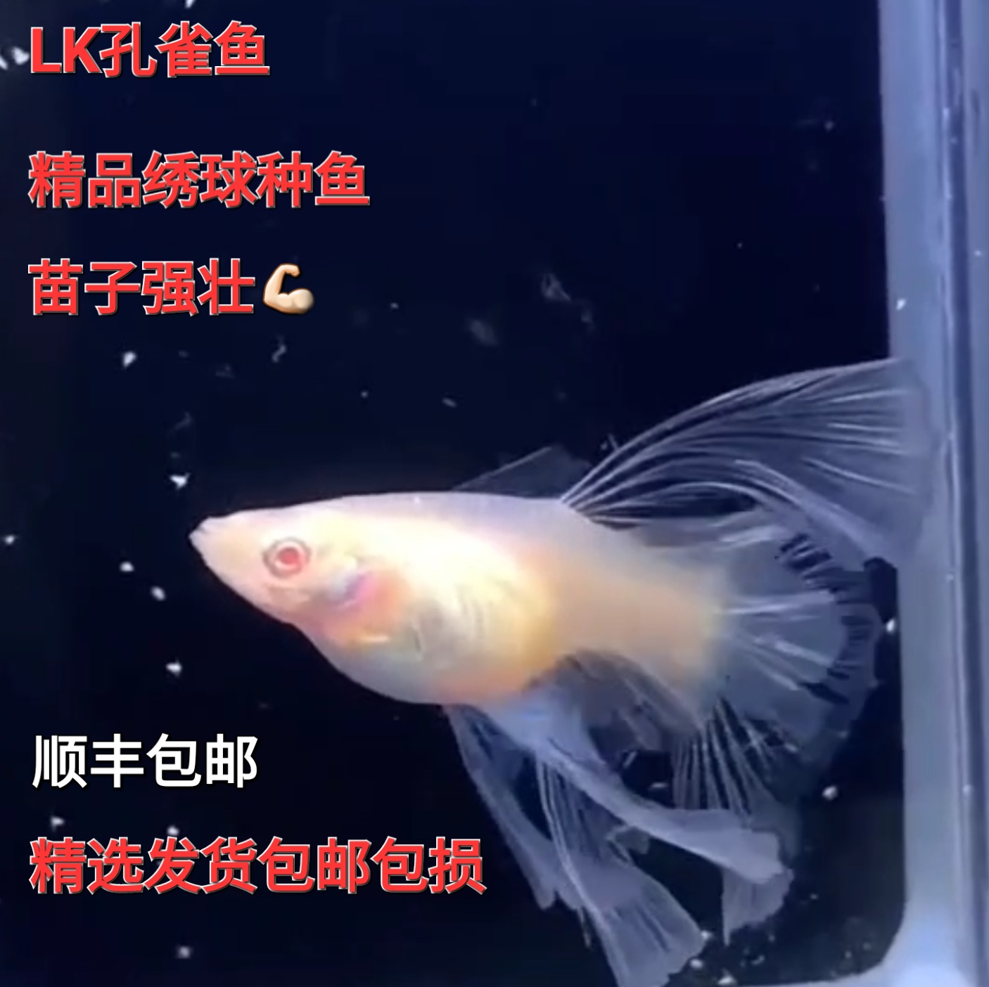 天空蓝 蓝白蝶翼绣球大C 精品绣球鱼苗 蓝白大C孔雀鱼鱼苗 - 图0