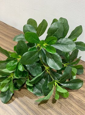 新品冬青叶植物墙配材仿真福禄桐小区绿景装饰叶子杨梅叶