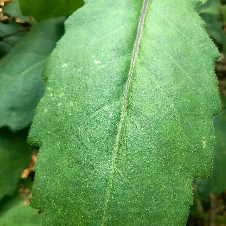 明月草苗盆栽白背菜降糖草神仙草蔬菜种植食用植物白子菜金鸡毛草 - 图0