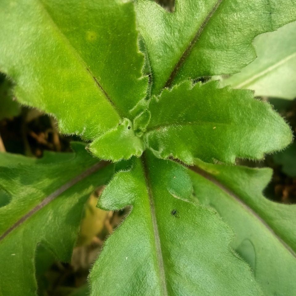 明月草苗盆栽白背菜降糖草神仙草蔬菜种植食用植物白子菜金鸡毛草 - 图1