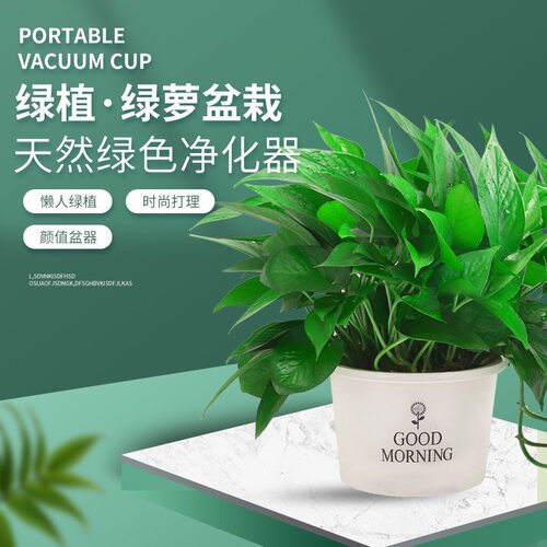 绿萝盆栽室内新房家用客厅绿植水培长藤大叶植物花卉盆栽绿箩好养 - 图1