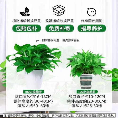 绿萝盆栽室内新房家用客厅绿植水培长藤大叶植物花卉盆栽绿箩好养 - 图3