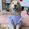 Large dog clothes thin golden retriever Alaskan Labrador Samoyed big dog pet dress princess style