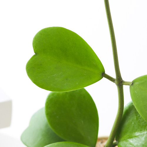 心叶球兰盆栽多肉植物花卉办公室内好养绿植北欧网红解压爬藤盆景 - 图1