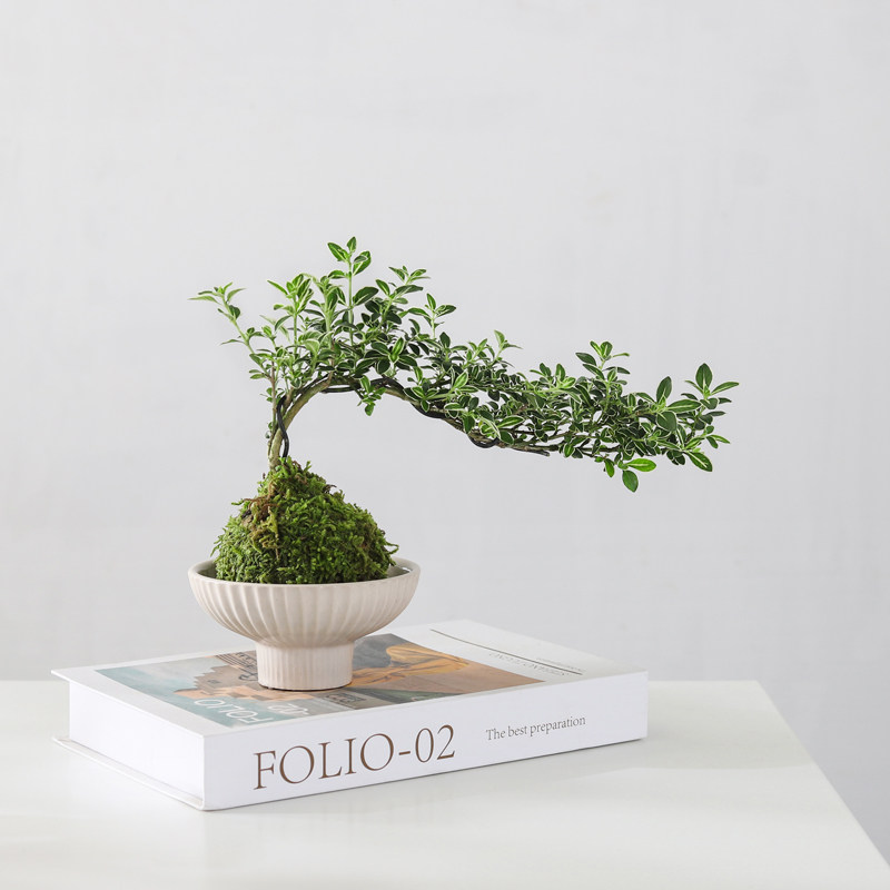 苔藓球六月雪盆栽室内桌面绿植好养水培植物净化空气植物花卉盆景,淘宝优惠券,粉丝福利购,淘宝优惠卷