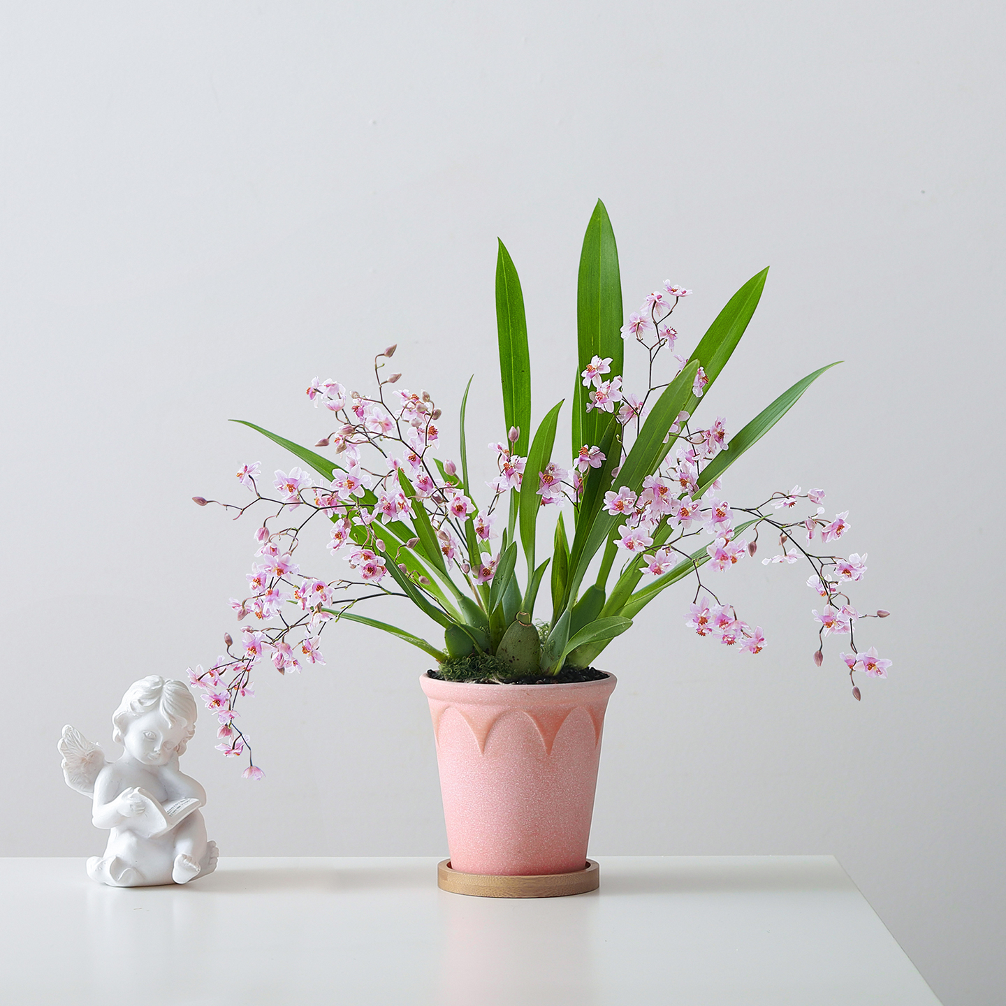 梦香兰盆栽室内客厅植物办公室桌面懒人好养花卉净化空气绿植盆景 - 图0