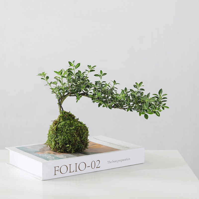 苔藓球六月雪盆栽室内桌面绿植好养水培植物净化空气植物花卉盆景,淘宝优惠券,粉丝福利购,淘宝优惠卷