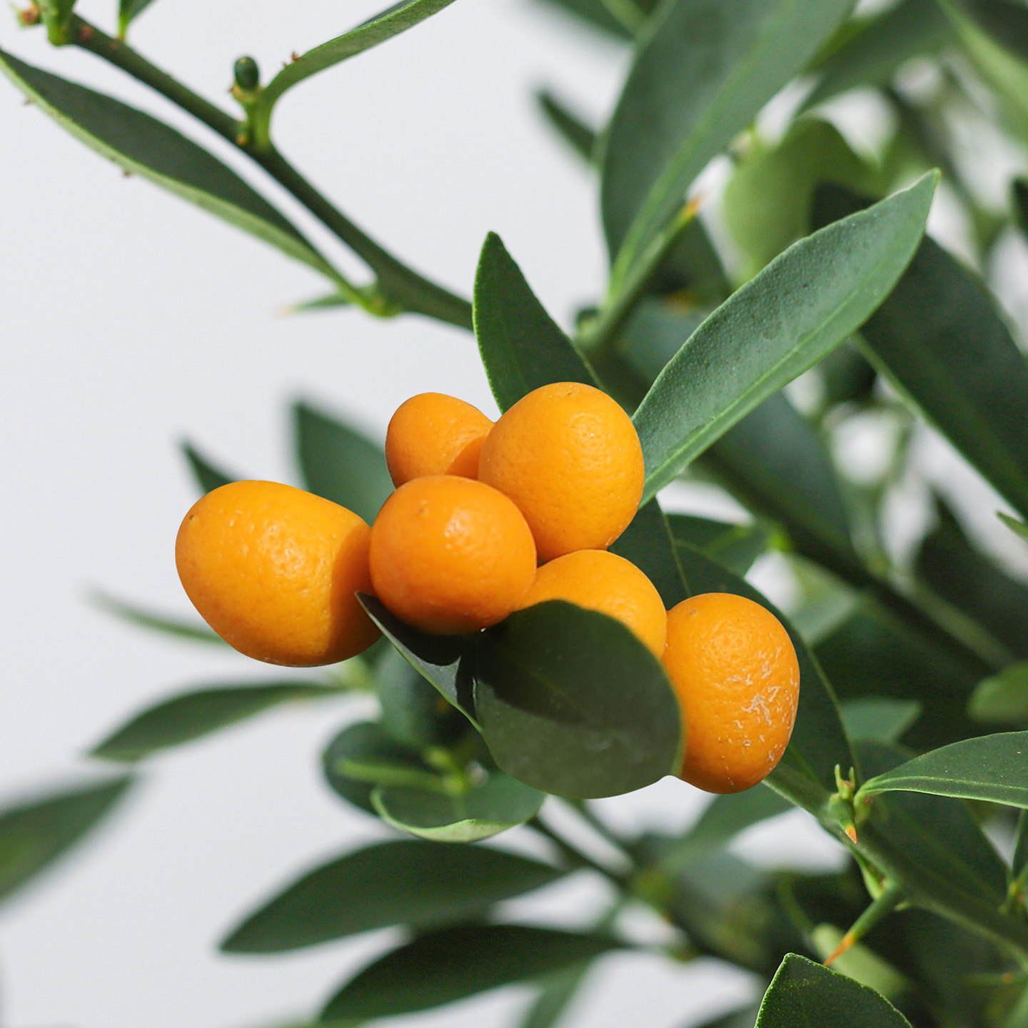 金豆盆栽带果客厅植物办公室内工位桌面四季好养绿植净化空气花卉,淘宝优惠券,粉丝福利购,淘宝优惠卷