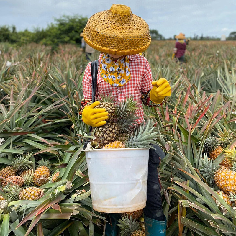 每天水果优选海南自然熟金钻凤梨正宗当季新鲜酸甜水果产地直发,淘宝优惠券,粉丝福利购,淘宝优惠卷