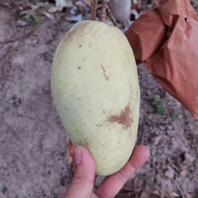 每天水果优选海南金煌芒果当季新鲜产地直发核薄多汁清甜整箱顺丰 - 图0