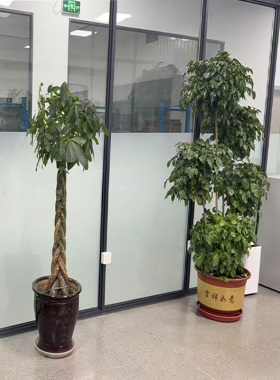 5元一平加厚带胶磨砂玻璃贴膜