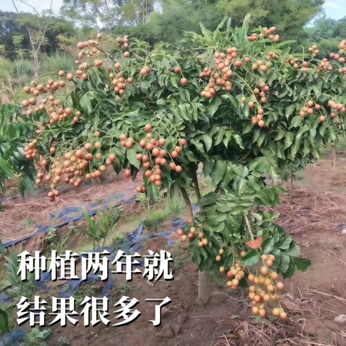 黑黄皮果苗黑金刚黄皮果嫁接苗香蜜纯甜南北方庭院盆栽地栽果树苗 - 图0