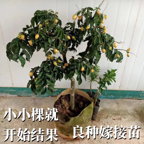 黑黄皮果苗黑金刚黄皮果嫁接苗香蜜纯甜南北方庭院盆栽地栽果树苗 - 图1