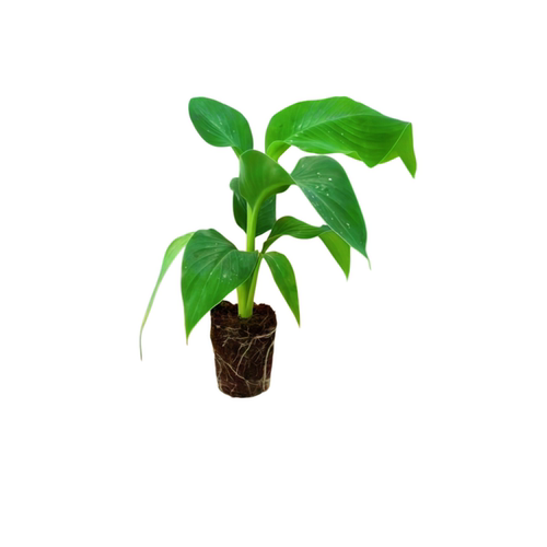 粉蕉树苗软糯香甜金粉一号粉蕉苗矮化香蕉树苗阳台庭院盆栽地栽 - 图3