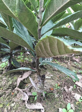 枇杷苗无核枇杷当年结果
