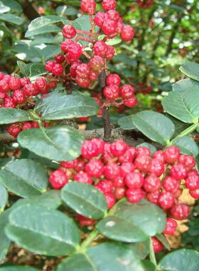 花椒树苗大红袍正宗狮子头九叶青四川麻花椒苗南北方种植当年结果