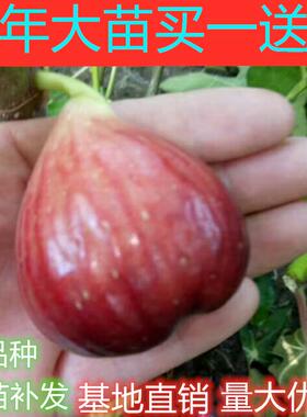 无花果树果苗波姬红盆栽地栽南方北方种植当年结果特大无花果树苗