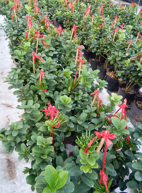 佛手植物盆栽千佛手苗佛手盆栽四季常青室内盆栽当年结果