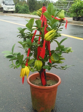 佛手苗金佛手树苗带花果四季阳台室内盆栽庭院种植佛手柑当年结果
