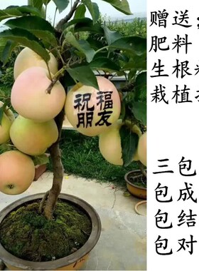 盆栽 苹果树 果树苗 阳台 庭院 南方矮化果树当年结果 北方果树苗