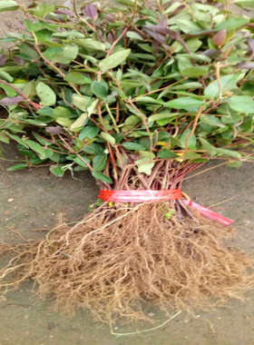 爬藤金银花苗树桩盆栽地栽绿植盆景红白四季金银花苗木盆栽老桩