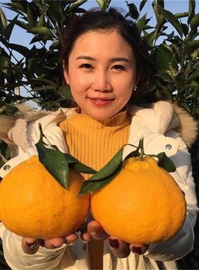 橘子树苗桔子树苗砂糖橘树苗