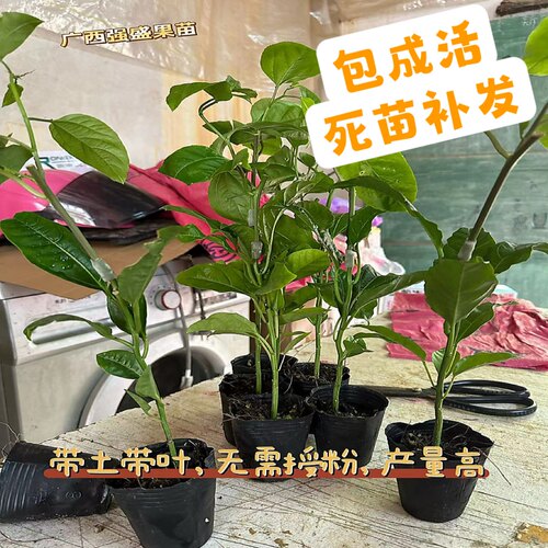 钦蜜9号百香果苗广西纯甜黄金树苗庭院盆栽种植当年结果大果包邮 - 图0