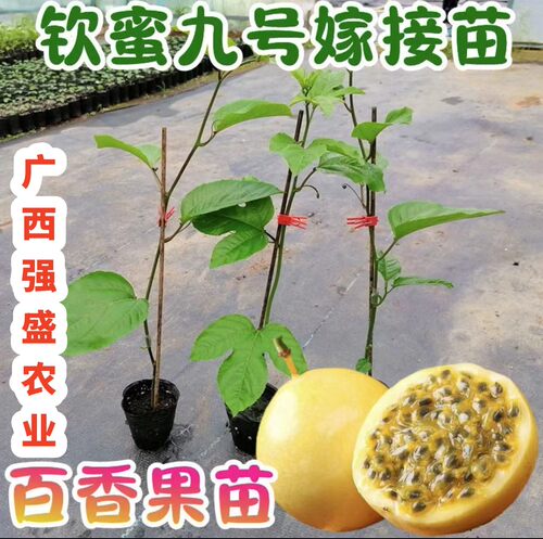 钦蜜9号百香果苗广西纯甜黄金树苗庭院盆栽种植当年结果大果包邮 - 图3
