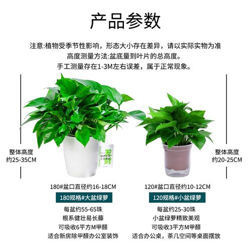 新房绿萝盆栽室内绿植净化空气水培长藤绿箩植物室内吊兰好养金钻 - 图0