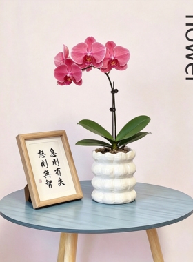 法式高级感陶瓷花瓶摆件客厅插花蝴蝶兰文心兰石斛兰简约个性花盆