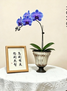 创意螺旋蝴蝶兰陶瓷盆